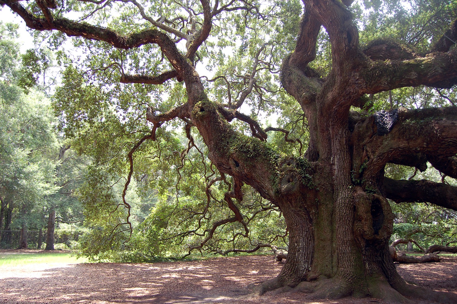 A vast live oak with low spreading limbs and a broad canopy on Johns Island