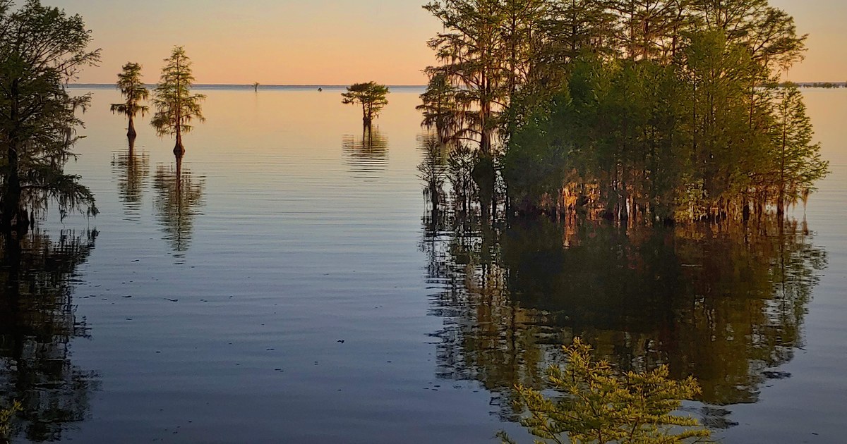Cypress trees standing in the still water of Lake Moultrie at golden hour near Moncks Corner